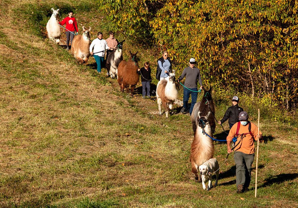 Llama-Hikes-at-Earthshine-Lodge