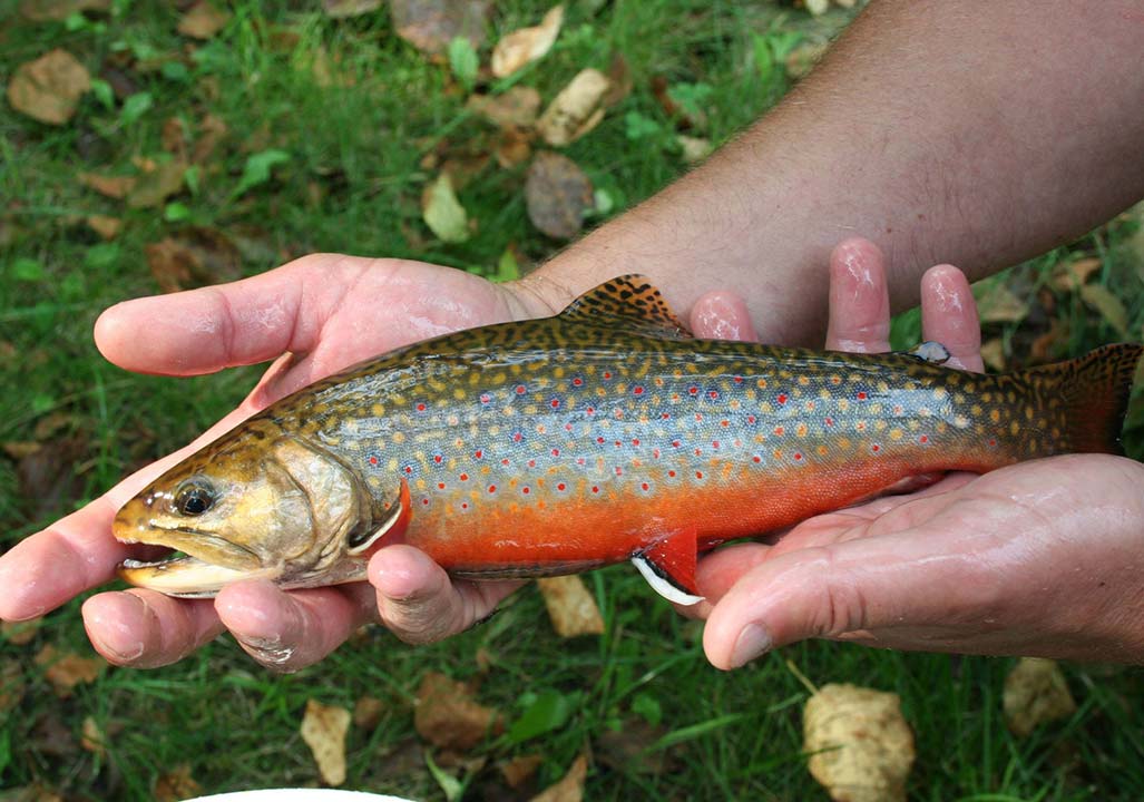 Morgan-Mills-Trout-Farm